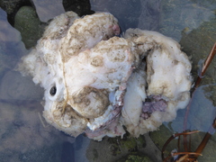 Enteroctopus dofleini