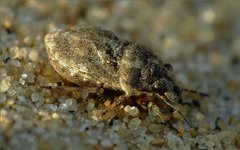Phimodera humeralis