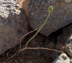 Allium artemisietorum