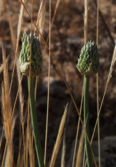 Allium artemisietorum