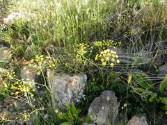 Elaeoselinum asclepium