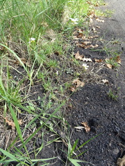 Arabidopsis arenosa