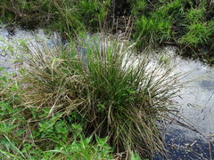 Juncus effusus