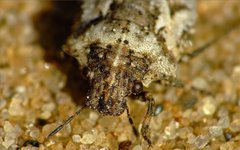 Phimodera humeralis