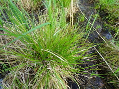 Carex elongata