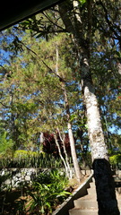 Corvus macrorhynchos