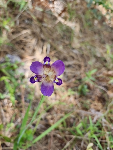 Purple Pleatleaf