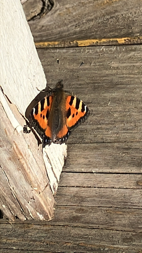 Small Tortoiseshell
