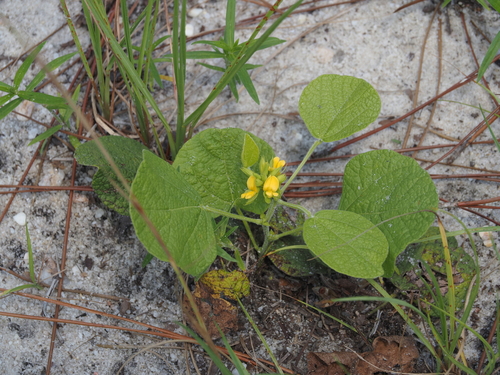 Rhynchosia reniformis, photograph 3