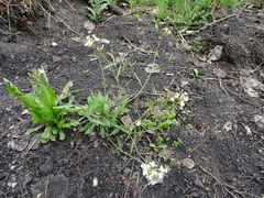 Arabidopsis arenosa