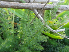 Elaeoselinum asclepium