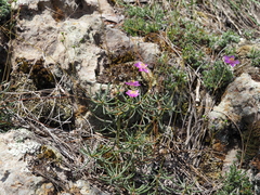 Phemeranthus mengesii, photograph (c) carter, some rights reserved (CC BY)