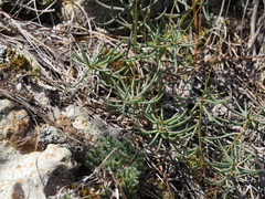 Phemeranthus mengesii, photograph (c) carter, some rights reserved (CC BY)