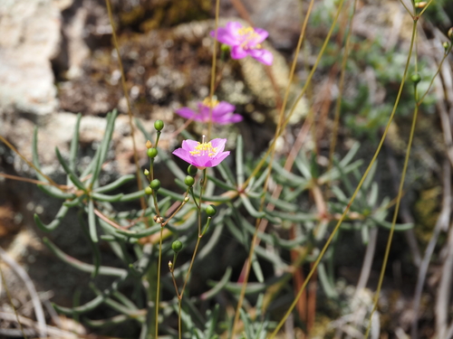Phemeranthus mengesii, photograph 3