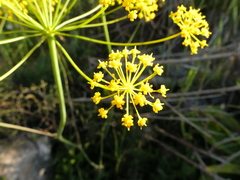 Elaeoselinum asclepium