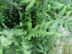 Elaeoselinum asclepium