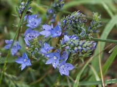 Veronica austriaca
