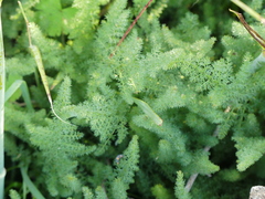 Elaeoselinum asclepium