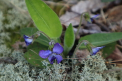 Viola fimbriatula
