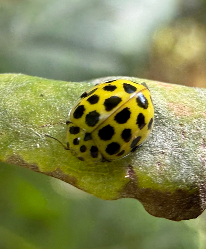 22-spot Ladybird