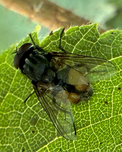 Face fly