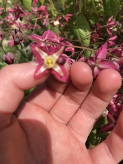 Epimedium × rubrum