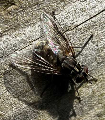 Stable Fly