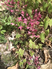 Epimedium × rubrum