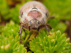 Melolontha hippocastani