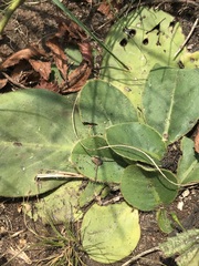 Gerbera piloselloides