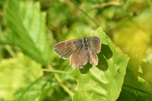 Short-tailed Blue