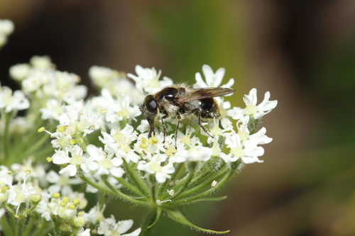 Bumblebee Blacklet, Wieringerwerf, Nederland, photo 7 of 10