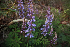 Lupinus perennis