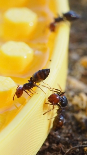 Mediterranean Acrobat Ant