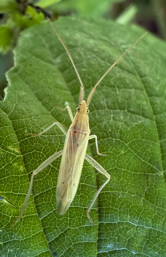 Grass bug