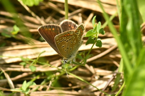 Common Blue