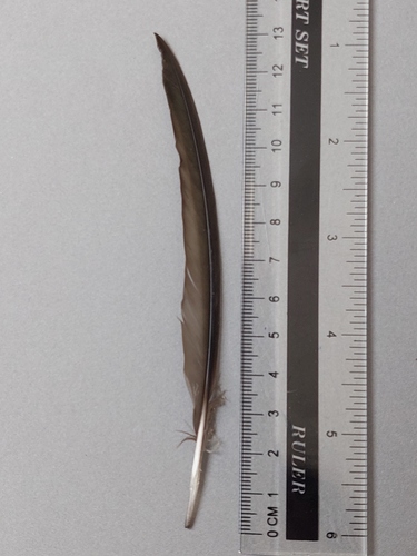 Plume de Martinet noir