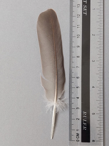 Plume de Tourterelle des bois