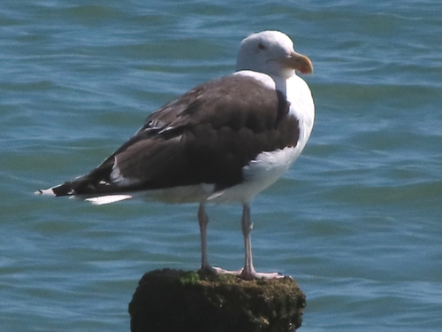 Gavión atlántico (Larus marinus)
