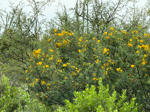 Senna wislizeni, photograph 1