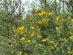 Senna wislizeni