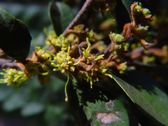 Trichocladus ellipticus