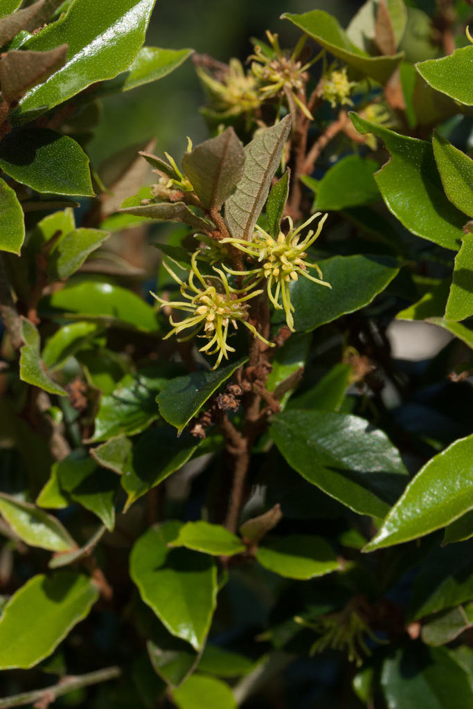 White witch-hazel