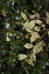 Trichocladus ellipticus