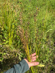 Juncus dudleyi, photograph (c) josephine schirling, some rights reserved (CC BY)