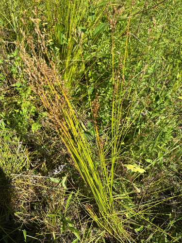 Juncus dudleyi, photograph 5