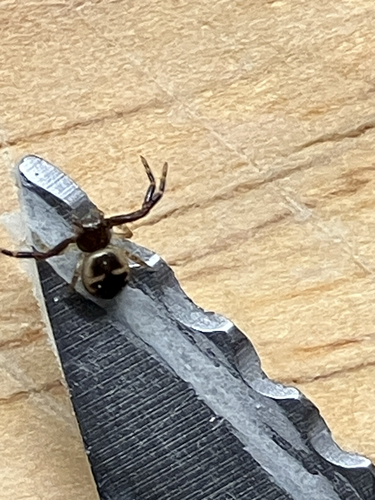 Südliche Glanz-Krabbenspinne