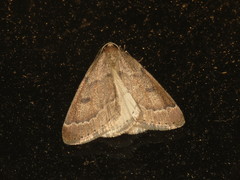 Theria rupicapraria