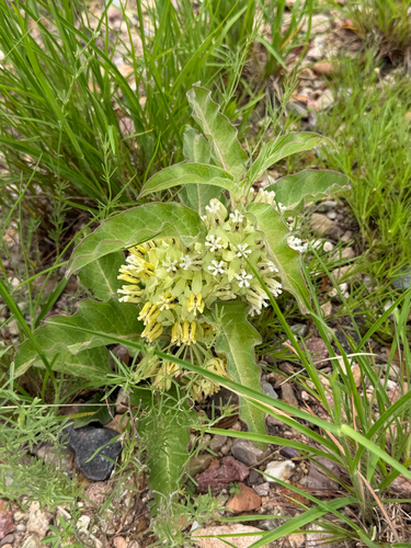 Asclepias nyctaginifolia, photograph 5