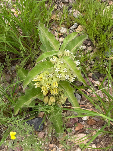 Asclepias nyctaginifolia, photograph 6